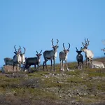 Wilderness Kieppi 4*