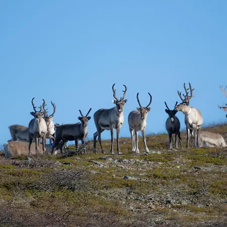 Wilderness Kieppi 4*